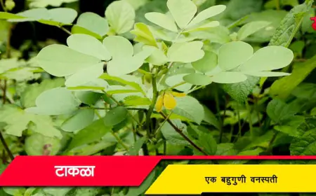 टाकळा: निसर्गातील बहुगुणी औषधी वनस्पती - माहिती, वैशिष्ट्ये आणि उपयोग