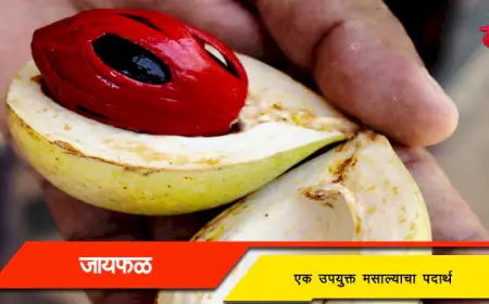जायफळ - एक उपयुक्त मसाल्याचा पदार्थ