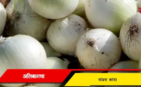 अलिबागचा पांढरा कांदा - कांद्याचा अनोखा आणि चविष्ट प्रकार