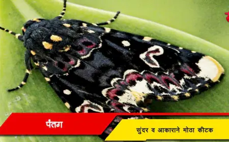 पतंग - एक सुंदर व आकाराने मोठा कीटक