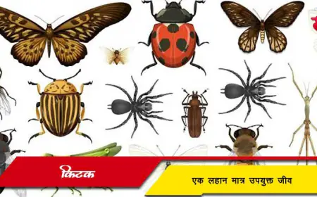 कीटक: निसर्गातील लहान पण महान जीव - माहिती, वैशिष्ट्ये आणि संवर्धन