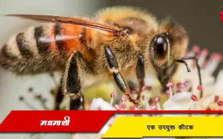 मधमाशी - एक उपयुक्त कीटक