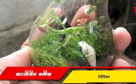 टेरॅरियम - बाटलीतला बगीचा
