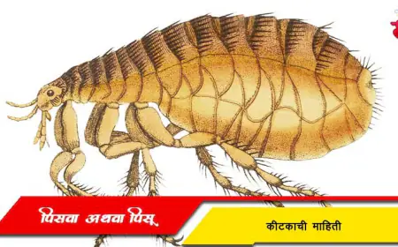 पिसवा अथवा पिसू कीटकाची माहिती