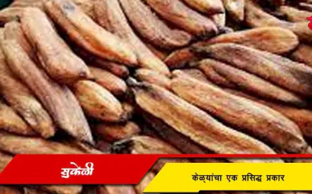 सुकेळी - केळ्यांचा एक प्रसिद्ध प्रकार