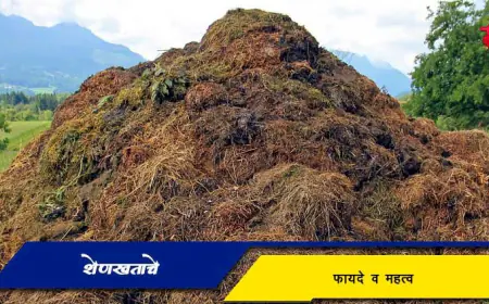 शेणखताचे फायदे व महत्व