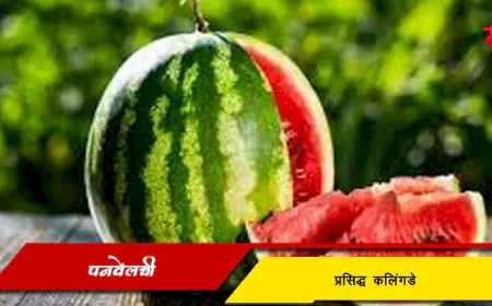 पनवेलची प्रसिद्ध कलिंगडे