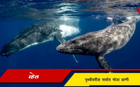व्हेल - पृथ्वीवरील सर्वात मोठा प्राणी