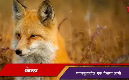 कोल्हा - श्वानकुळातील एक देखणा प्राणी