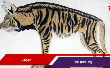 तरस - एक हिंस्त्र पशु