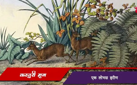 कस्तुरीमृग: हिमालयातील सुगंधी हरिण - माहिती, वैशिष्ट्ये आणि संवर्धन