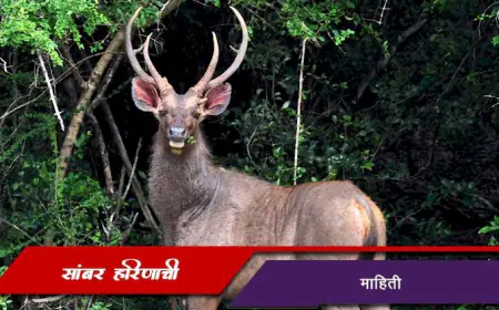 सांबर हरिण: भारतातील सर्वात मोठे हरिण - माहिती, वैशिष्ट्ये आणि संवर्धन
