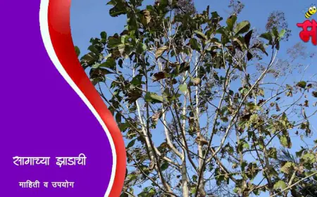 सागाच्या झाडाची माहिती व उपयोग