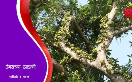 उंबर वृक्षाची माहिती व उपयोग – धार्मिक, औषधी आणि पर्यावरणीय महत्व