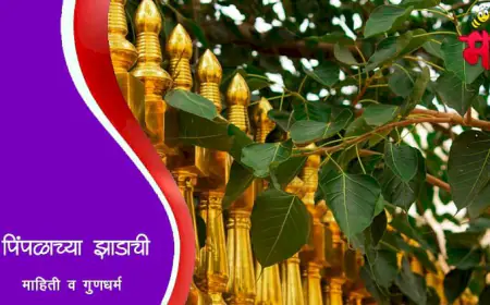 पिंपळाच्या झाडाची माहिती व गुणधर्म