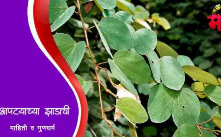 आपट्याच्या झाडाची माहिती व गुणधर्म – औषधी फायदे आणि महत्व
