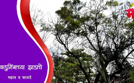 कडुनिंबाच्या झाडाचे महत्व व फायदे