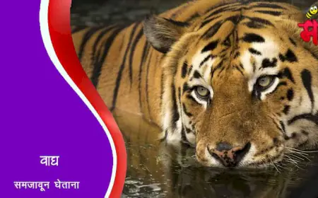 वाघ समजून घेताना