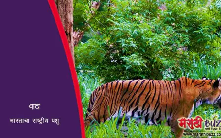 वाघ: भारताचा राष्ट्रीय प्राणी - माहिती, संवर्धन आणि महत्व