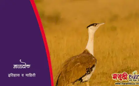 माळढोक: भारतातील संरक्षित आणि दुर्मिळ पक्षी