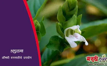 अडुळसा वनस्पतीचे औषधी उपयोग