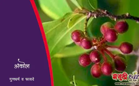 अंकोल वनस्पती – माहिती, उपयोग आणि औषधी गुणधर्म