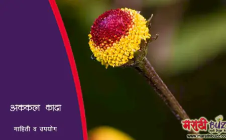 अक्कलकाढा – माहिती, औषधी गुणधर्म आणि उपयोग