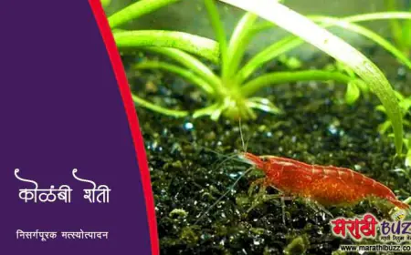 कोळंबी शेती – आधुनिक मत्स्यव्यवसायातील उभरता पर्याय