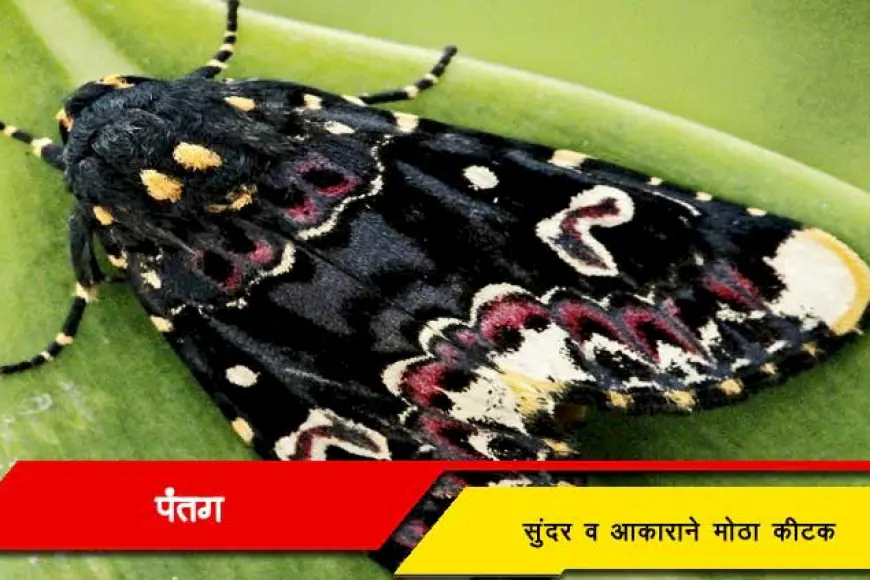 पतंग - एक सुंदर व आकाराने मोठा कीटक - Marathi Buzz