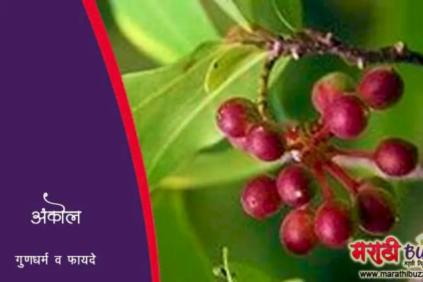 अंकोल वनस्पती – माहिती, उपयोग आणि औषधी गुणधर्म - Marathi Buzz