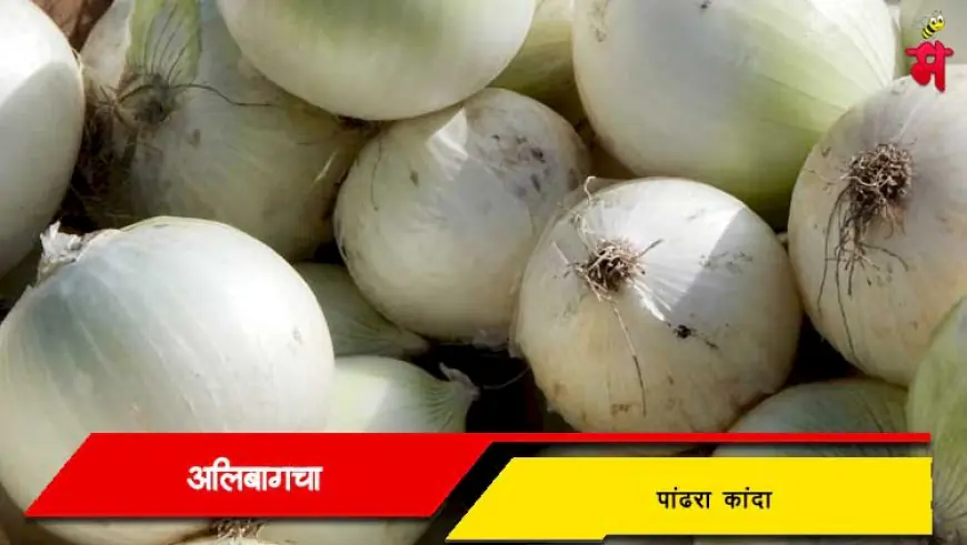 अलिबागचा पांढरा कांदा - कांद्याचा अनोखा आणि चविष्ट प्रकार