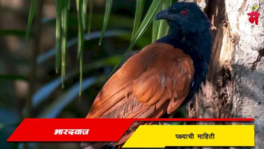 भारद्वाज - एक लोभस पक्षी