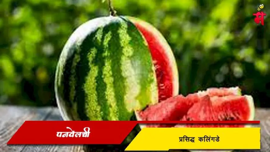 पनवेलची प्रसिद्ध कलिंगडे