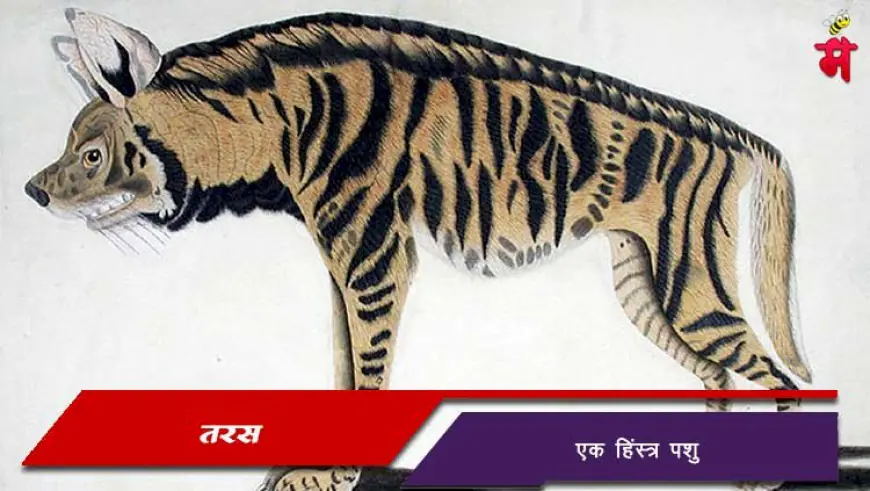 तरस - एक हिंस्त्र पशु