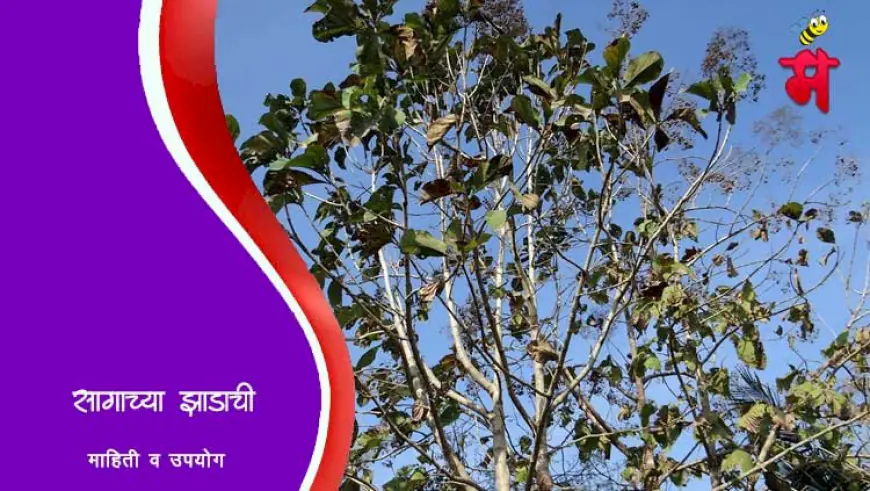 सागाच्या झाडाची माहिती व उपयोग