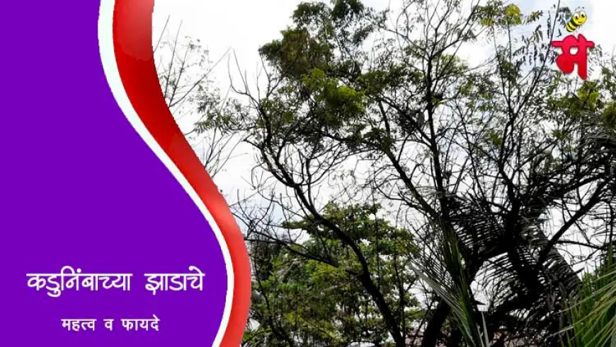 कडुनिंबाच्या झाडाचे महत्व व फायदे