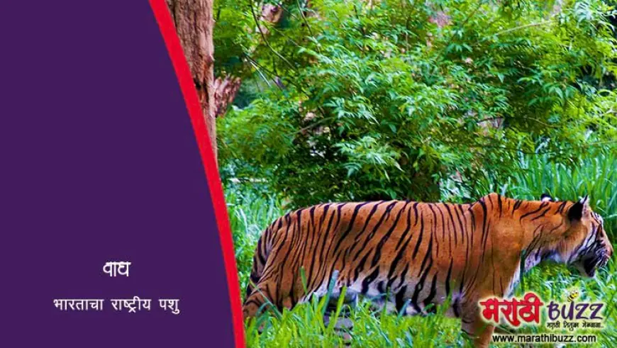 वाघ: भारताचा राष्ट्रीय प्राणी - माहिती, संवर्धन आणि महत्व