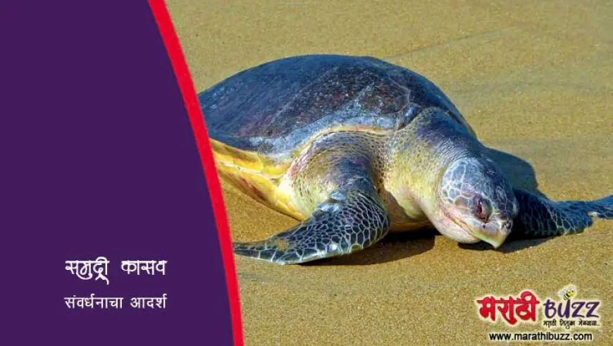 समुद्री कासवांचे संवर्धन