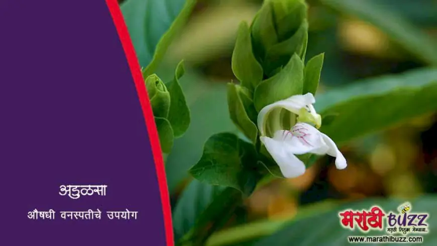 अडुळसा वनस्पतीचे औषधी उपयोग