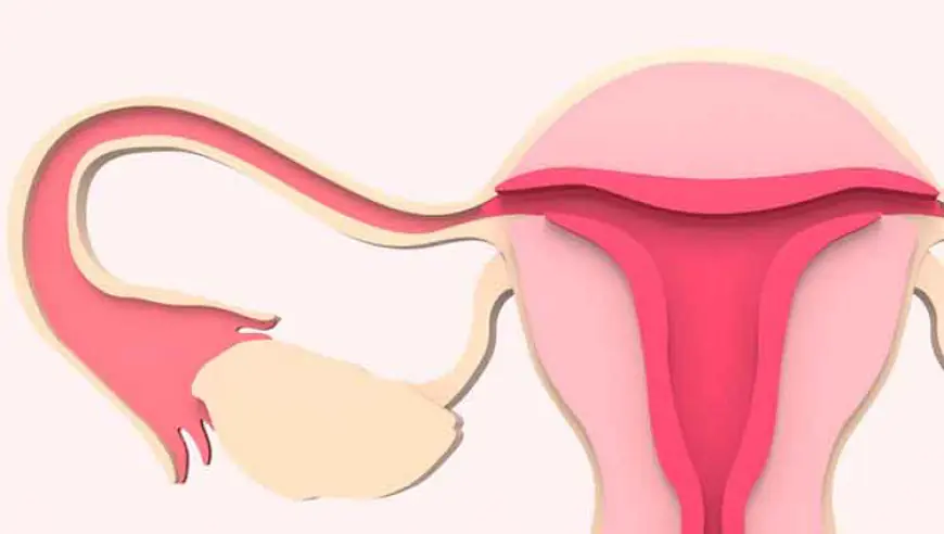 फॅलोपियन ट्यूबमध्ये अंडी किती काळ राहते? | Ovum Longevity in Fallopian Tube in Marathi