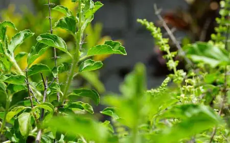 तुळशी अर्थात तुळस : भारतीय संस्कृतीतील पवित्र वनस्पती आणि तिचे आश्चर्यकारक फायदे