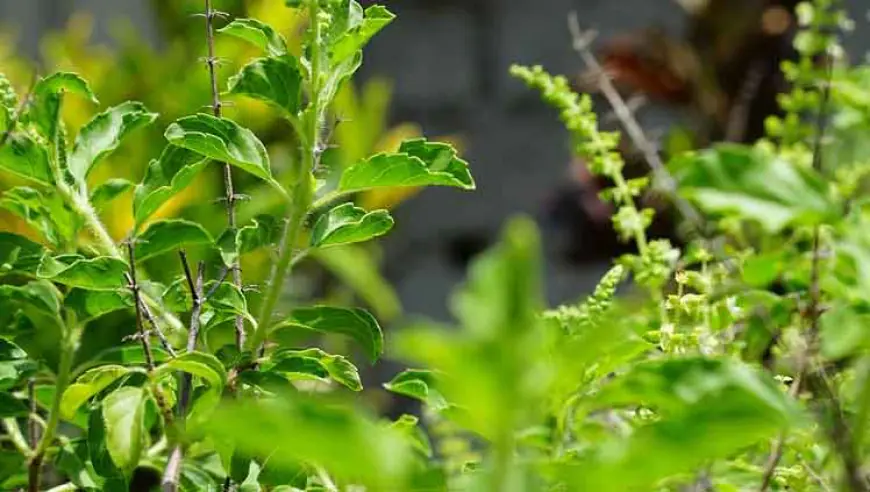 तुळशी अर्थात तुळस : भारतीय संस्कृतीतील पवित्र वनस्पती आणि तिचे आश्चर्यकारक फायदे
